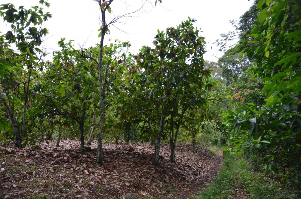 Endangered Primates: An illegal cocoa farm found in the Dassioko Forest Reserve (Photo by W. Scott McGraw, Courtesy of Ohio State University)