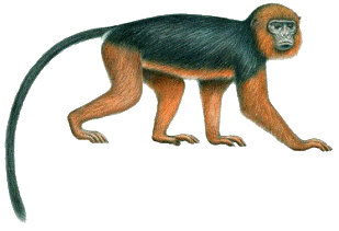 Drawing of Miss Waldron’s red colobus monkey. This primate is believed to be extinct (artist unknown)