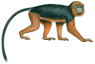Drawing of Miss Waldron’s red colobus monkey. This primate is believed to be extinct (artist unknown)