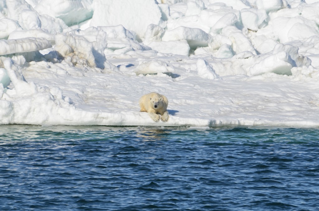 Polar Bears: Polar bear laying down to dry after a swim in the Chukchi sea, Alaska (Brian Battaile, USGS)