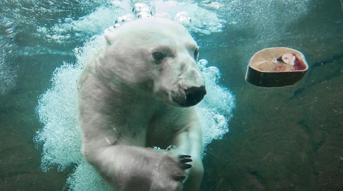 Polar Bears: Tasul the polar bear (Oregon Zoo)