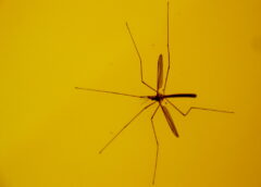 mosquito eater, or crane fly, by ashleigh290 via Flickr