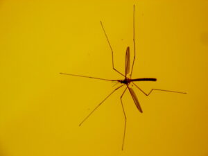mosquito eater, or crane fly, by ashleigh290 via Flickr