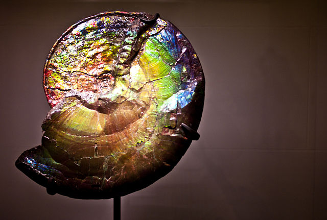 The tiniest fossils of them all: Iridescent ancient ammonite fossil on display at the American Museum of Natural History, New York City, around 2.5 feet in diameter (James P. Fisher III)