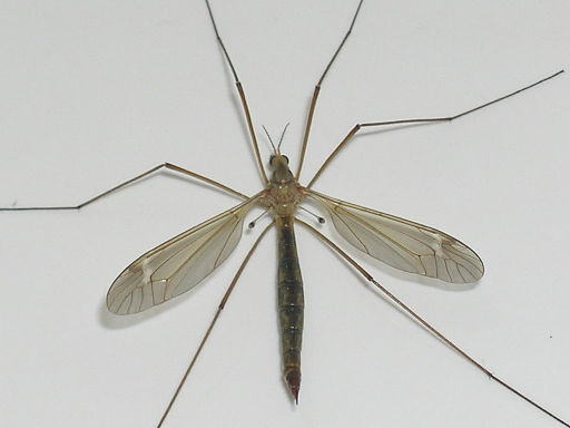 Crane fly, or mosquito eater (Pinzo via Wikimedia Commons))
