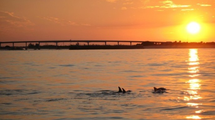 Dolphins at sunset along the Indian River Lagoon (Photo courtesy of Harbor Branch Oceanographic Institute, Florida Atlantic University)