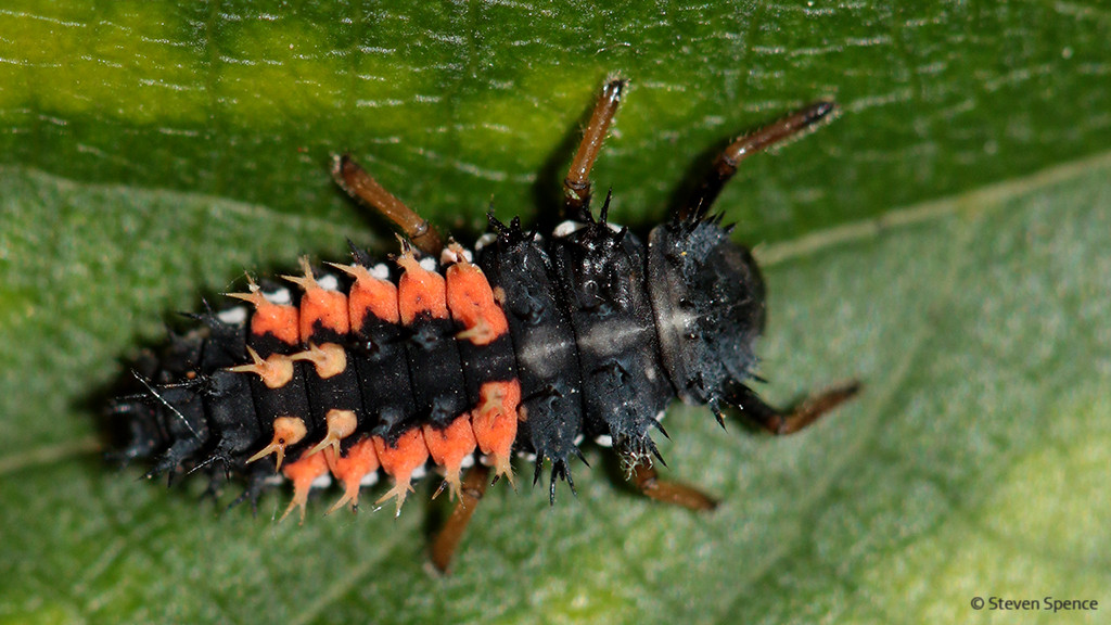 Ladybirds: On the Prowl: Ladybird larvae are voracious predators.