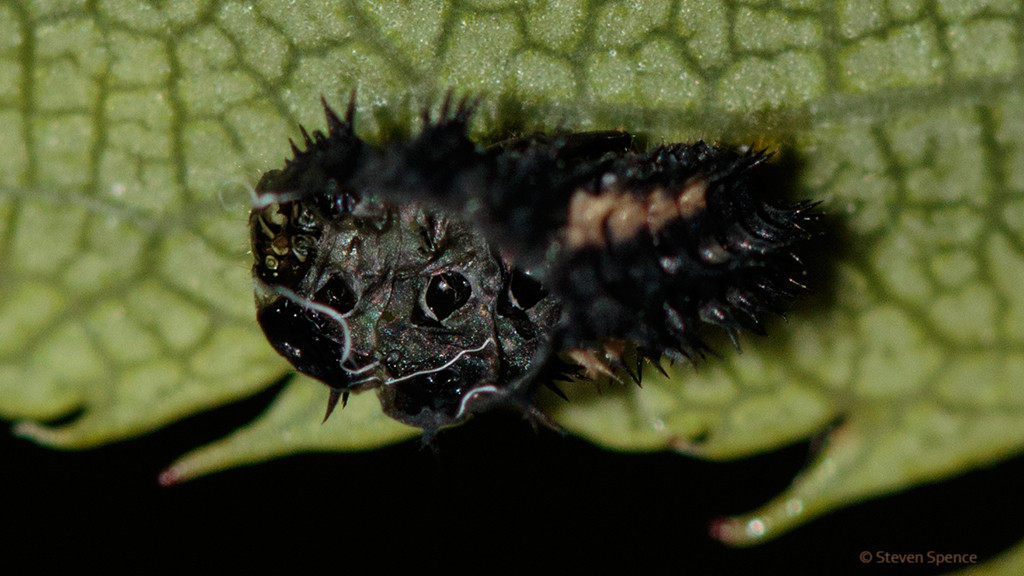 Ladybirds: Ladybird larvae must molt to grow. 