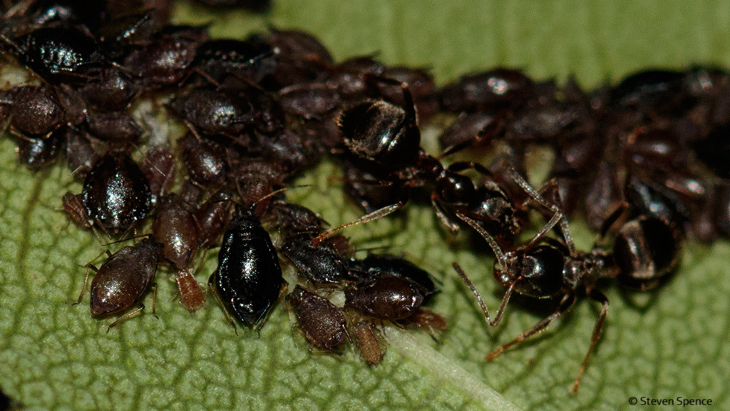 Ladybirds: Sheep and Shepherds: Aphids being tended by ants