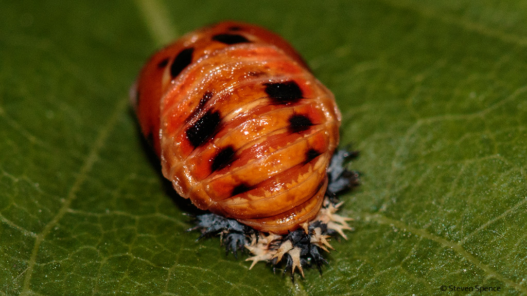 Ladybirds: Ladybird in a pupa stage. Metamorphosis takes approximately two weeks.