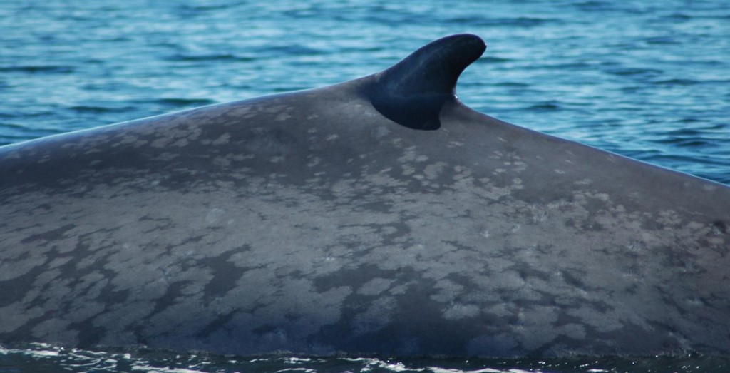 Isabela's dorsal fin, photographed in Chile's Gulf of Corcovado in 2006 (Courtesy of Rodrigo Hucke-Gaete/Blue Whale Center)