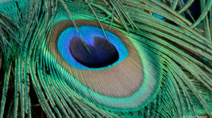 Structural Coloration in Bird Feathers