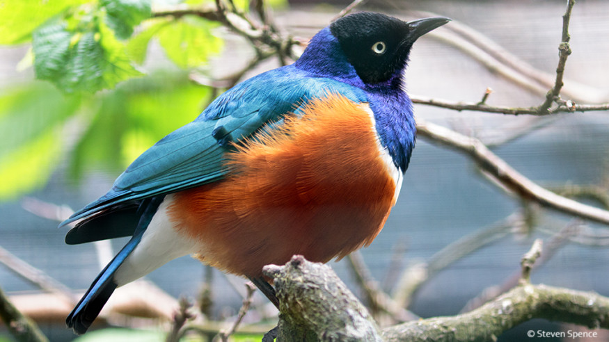 Bird Feathers Inspire Researchers to Produce Vibrant New Colors