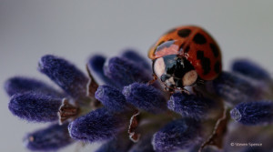 Ladybird on lavender