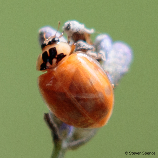 Ladybirds: A freshly emerged ladybird. The spots will show up within a few hours.