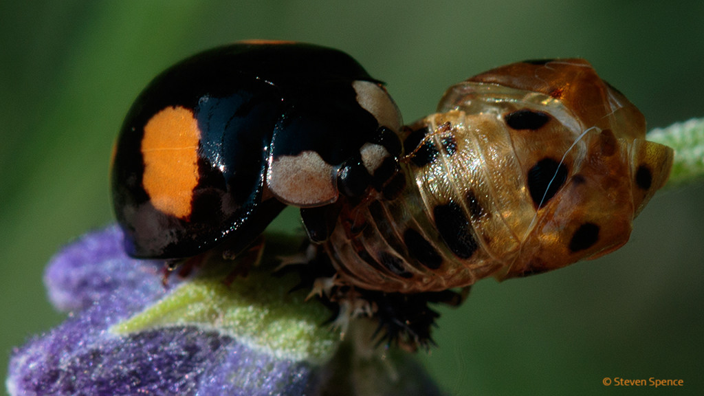 Ladybirds: A ladybird (Adalia bipunctata in a black variation) on lavender-- an excellent companion plant for gardens. Lavender is also a source of essential oils.