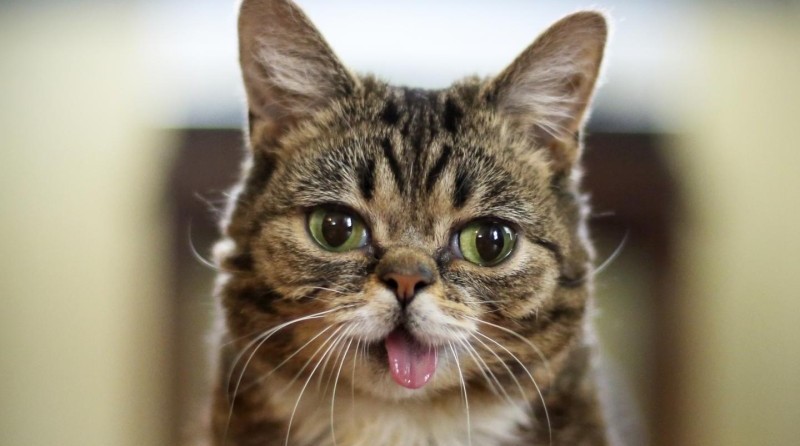 Cat Videos: Bloomington, Indiana's own Lil Bub is one of the more popular felines on the Internet. (Photo by Mike Bridavsky/www.lilbub.com)