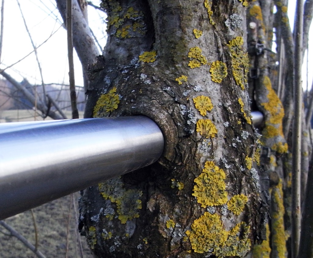 Incorporating metal into arborsculpture, or tree-shaping (Copyright Ludwig)