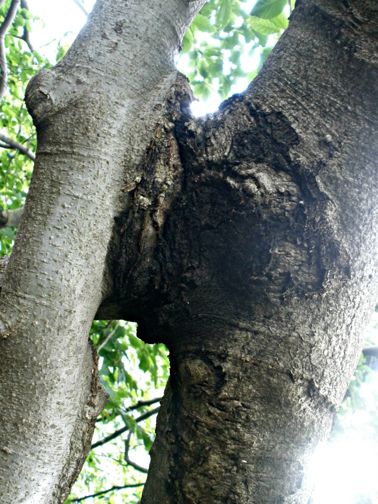 Arborsculpture, tree-shaping