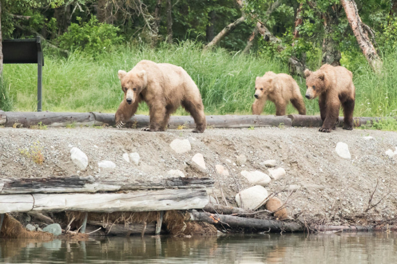 best place to see grizzly bears in Alaska