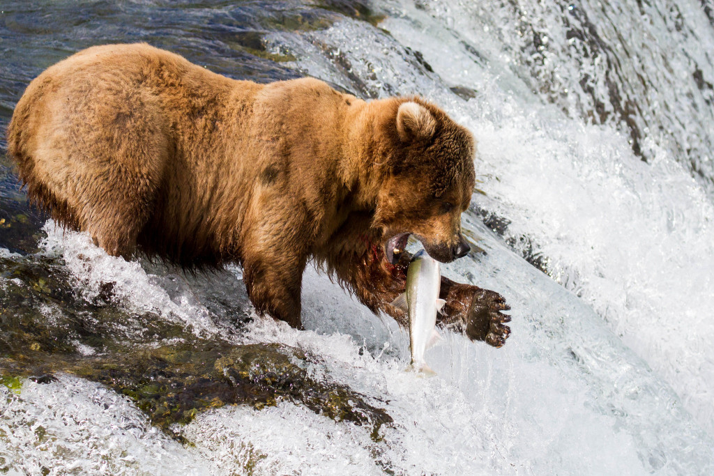 bear catching salmon in Alaska