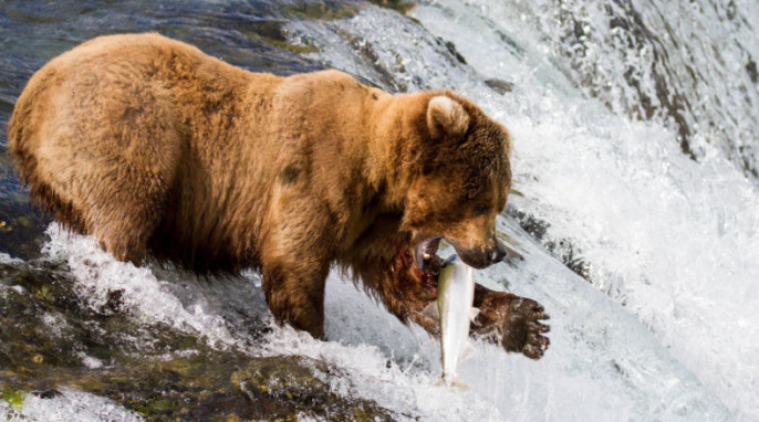 Alaska wildlife photography: behind the scenes; Grizzly bear catching salmon in Alaska