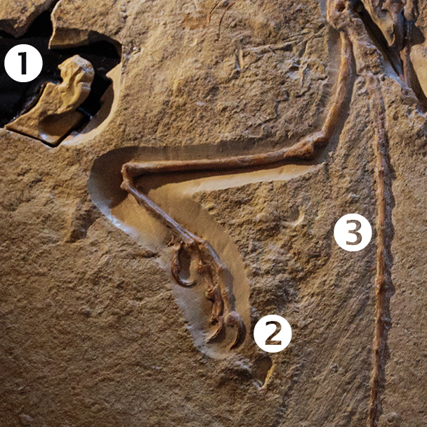 Detail of the London Archaeopteryx specimen showing: #1 braincase, #2 “killing toe” and #3 bony tail