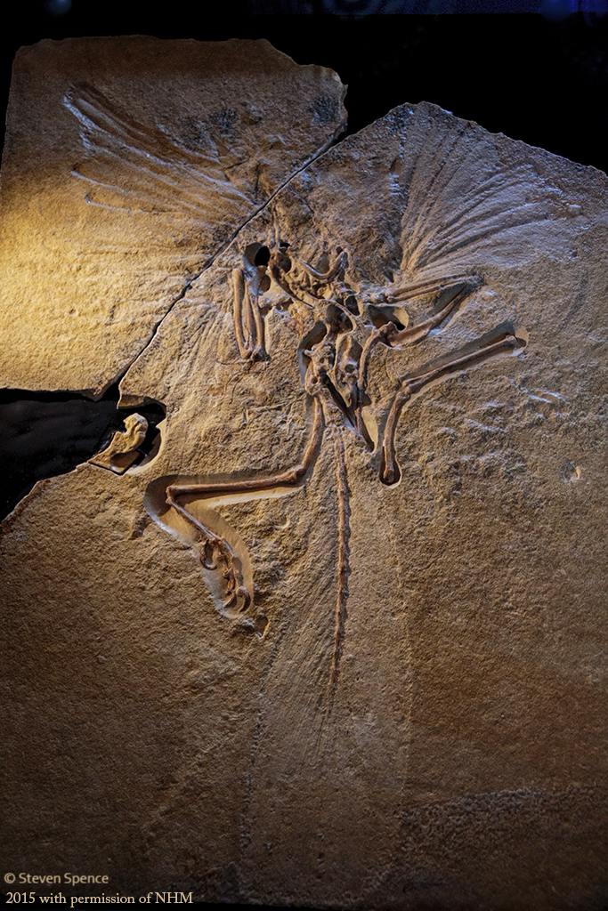 London specimen of Archaeopteryx (photographed with permission from the Natural History Museum)