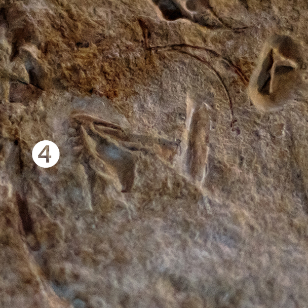 Detail of the London specimen of Archaeopteryx (top plate) showing #4 teeth