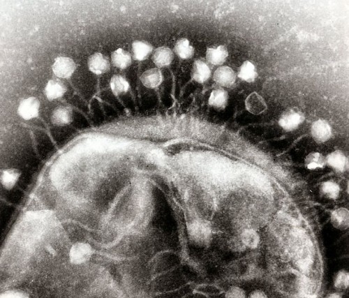 Antibiotics: Electron micrograph of bacteriophages (Image by Dr. Graham Beards, CC)