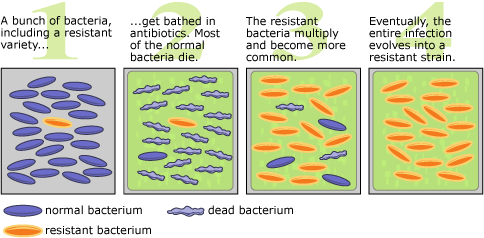 How resistance to antibiotics develops (Image courtesy of University of California Museum of Paleontology's Understanding Evolution)