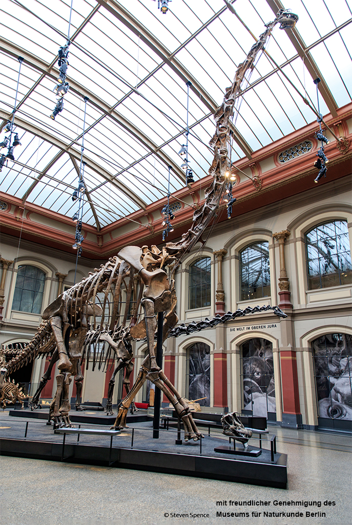 Berlin Mounted Dinosaur Skeleton: The huge mounted Giraffatitan in the main hall in Berlin, dwarfing the Diplodocus that stands behind it. (Photo by Steven Spence)