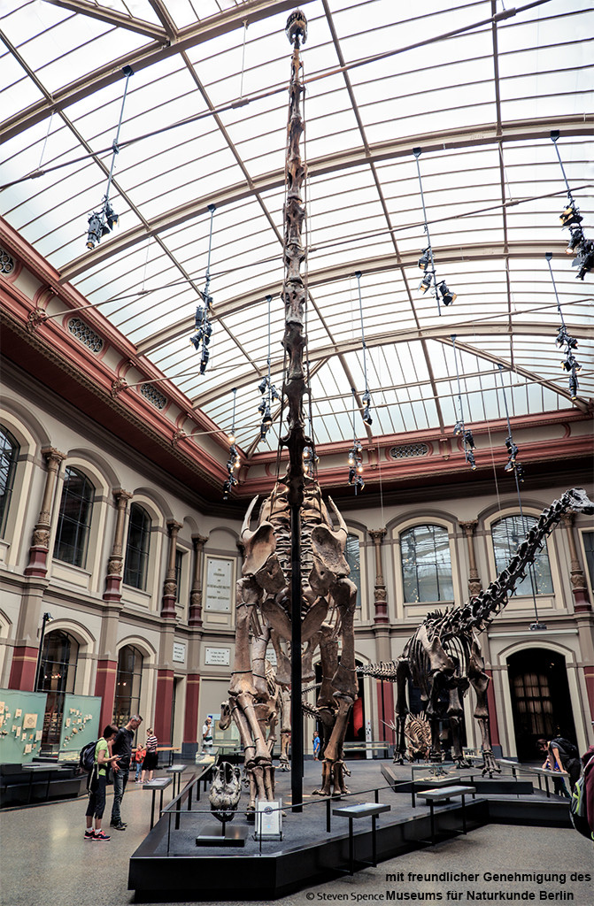 World's Largest Dinosaur Skeleton: The animal is not just long but also tall, with the head nearly reaching the ceiling of the huge hall. (Photo by Steven Spence)