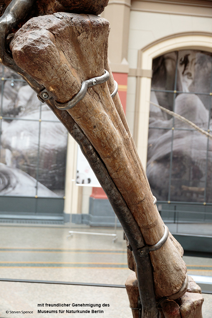 Berlin Dinosaur Skeleton Mount: Part of the forearm showing the two pieces of the metal cradle that hold the bone to the supporting armature. The bone has been repaired with a light-coloured streak of material on the upper left part. (Photo by Steven Spence)