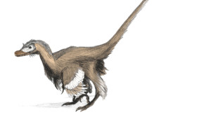 Raptor Dinosaurs: Artist’s Digital and graphite restoration drawing of Velociraptor mongoliensis (By Matt Martyniuk GFDL, CC-BY-SA-3.0 via Wikimedia Commons)