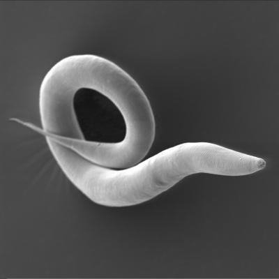 The worm Caenorhabditis elegans is a very well-studied model organism in biology (Antje Thomas, Hinrich Schulenburg, Kiel University)