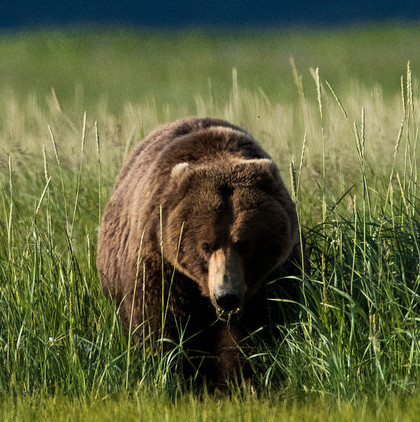 grazing grizzly bears