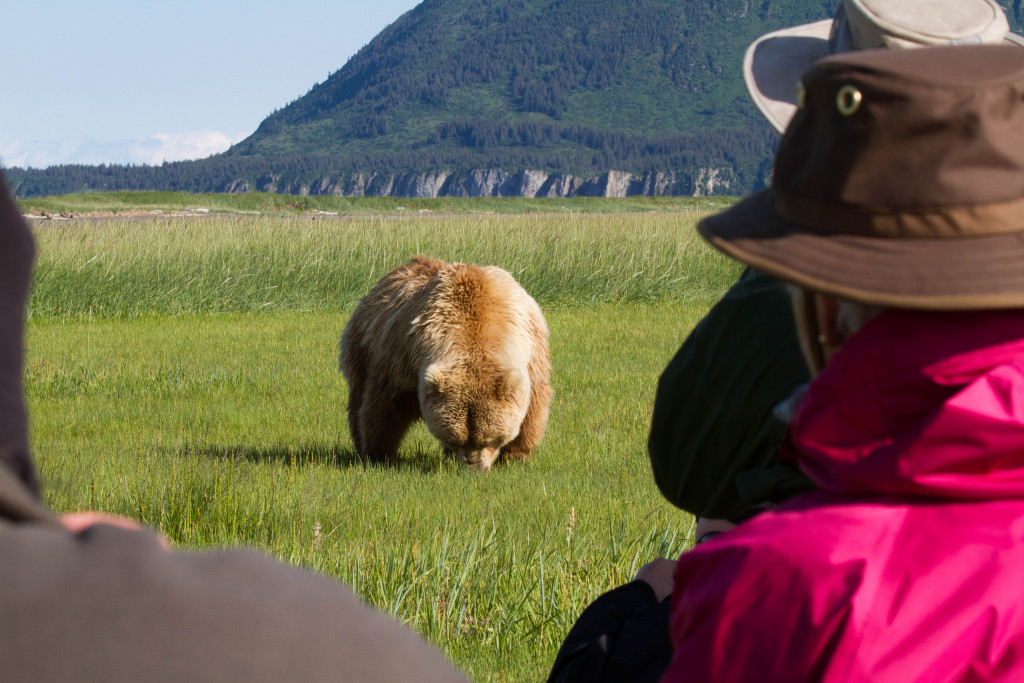 grazing grizzly bears