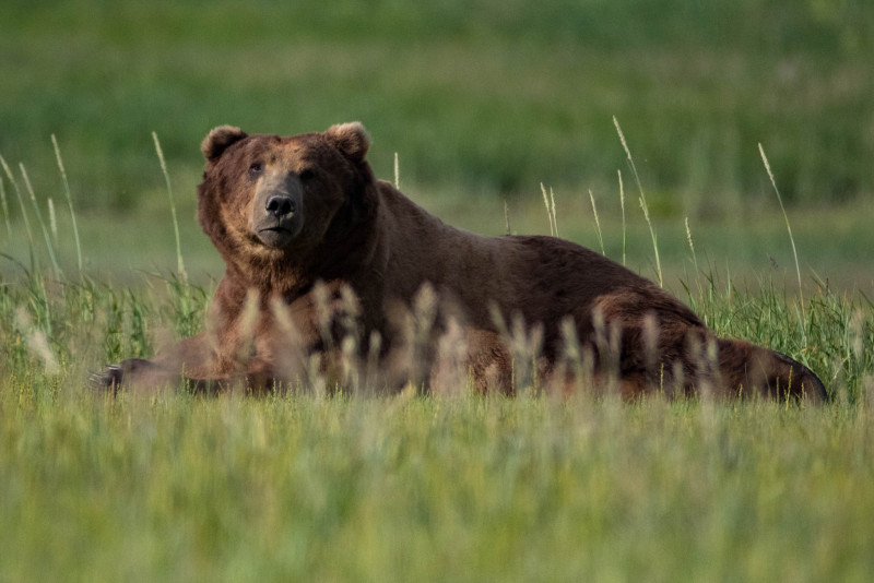 grazing grizzly bears