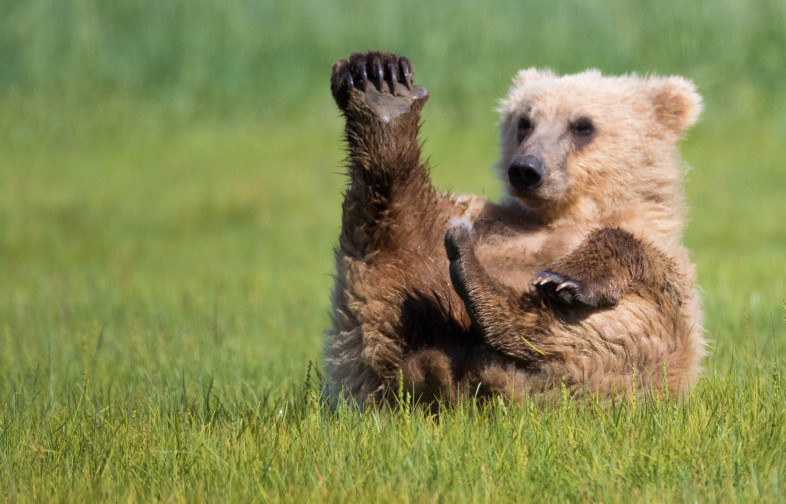 grazing grizzly bears