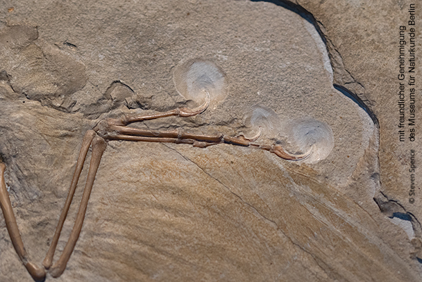 Jurrassic Archaeopteryx