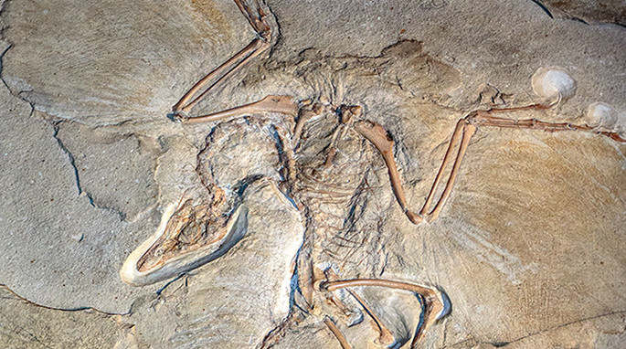 Jurassic Archaeopteryx