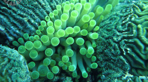 Photo of coral (Courtesy of Public.Resource.Org via Flickr)