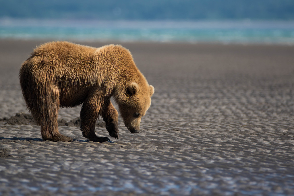 Wild Alaskan Grizzly Bears, photographed by Max Goldberg