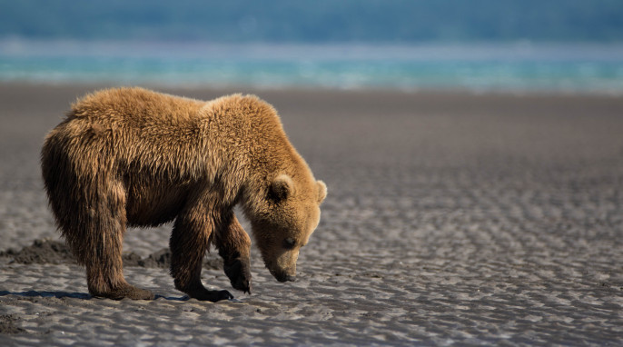 Wild Alaskan Grizzly Bears, photographed by Max Goldberg