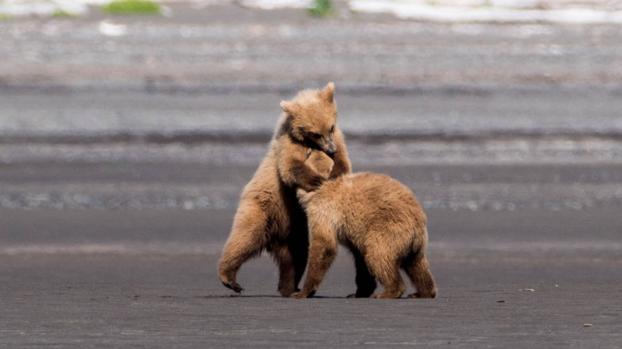 Wild Alaskan Grizzly Bears, photographed by Max Goldberg