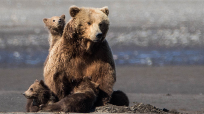 Wild Alaskan Grizzly Bears, photographed by Max Goldberg