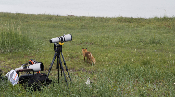 Red fox in Alaska photographed by Max Goldberg