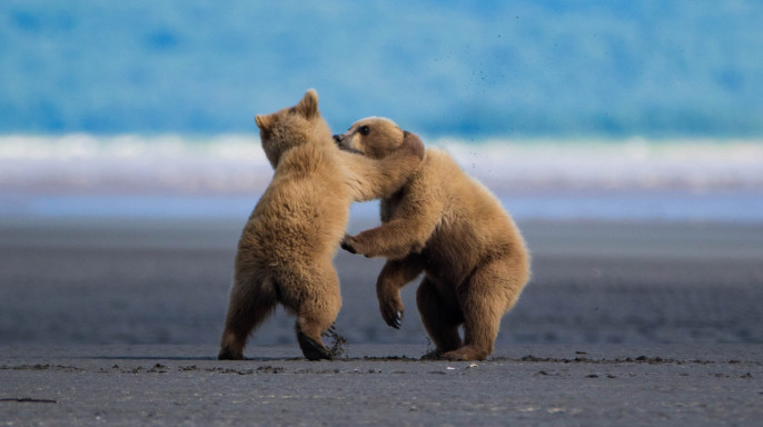 Wild Alaskan Grizzly Bears, photographed by Max Goldberg