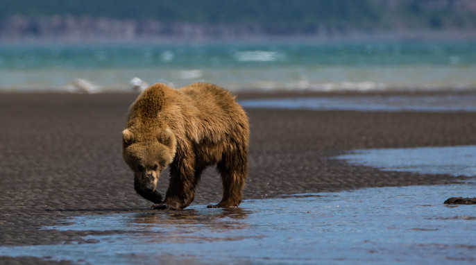 Wild Alaskan Grizzly Bears, photographed by Max Goldberg